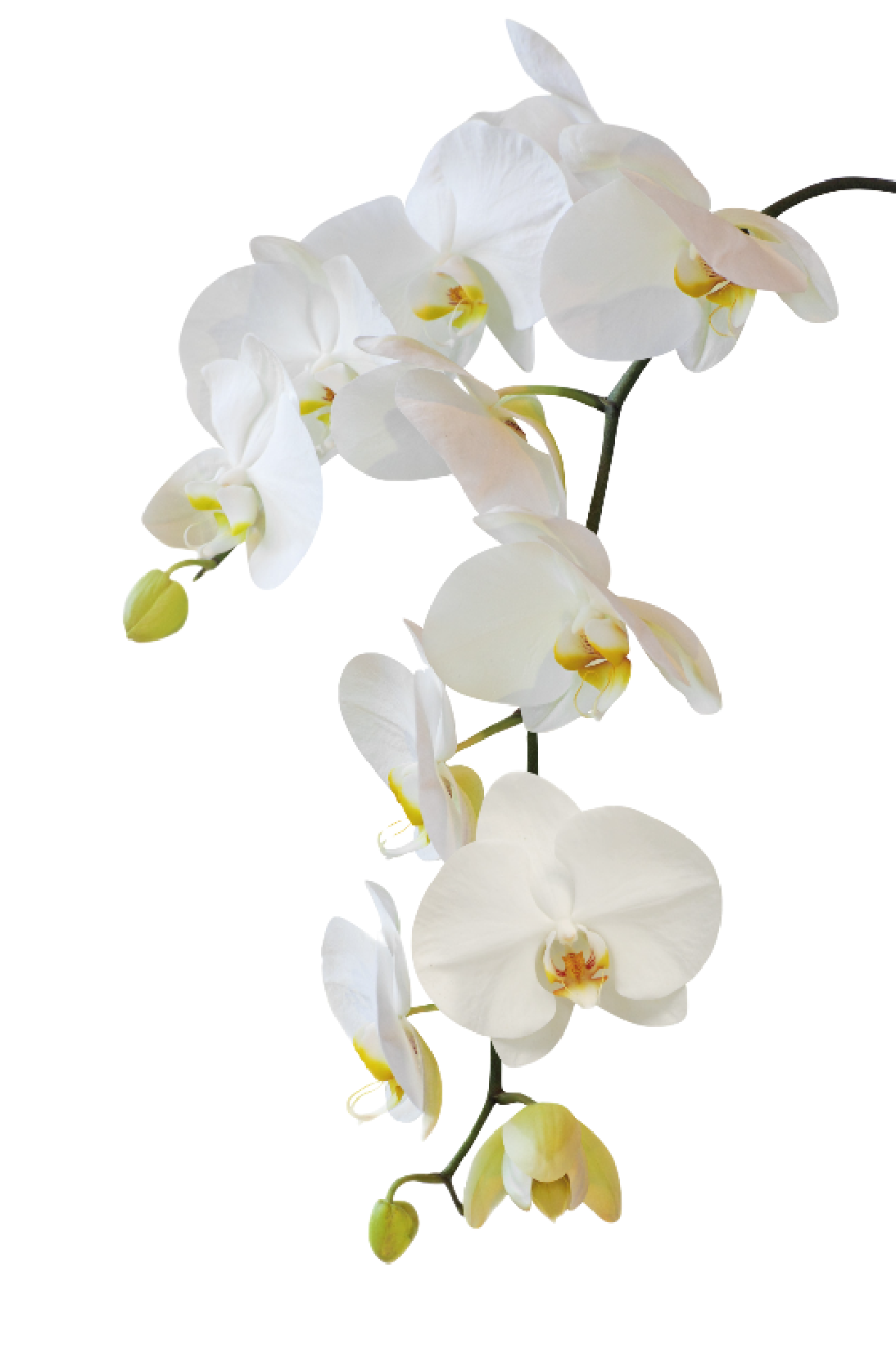 Orchidee
