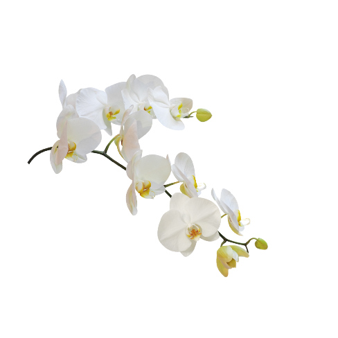 Orchidee Stängel
